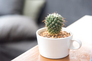 Kaktus im Kaffeebecher